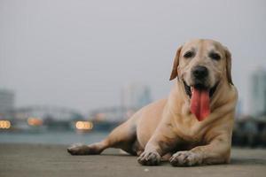 chiot labrador retriever photo