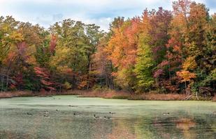 Bernaches du Canada nageant dans le lac avec des couleurs d'automne photo
