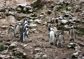Pingouin humboldt dans l'île ballestas, parc national de paracas, pérou. photo