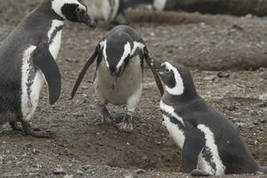 pingouins en patagonie photo