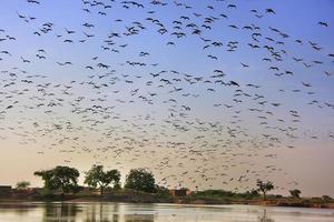 troupeau de demoiselle crains volant dans le ciel bleu, khichan village, photo