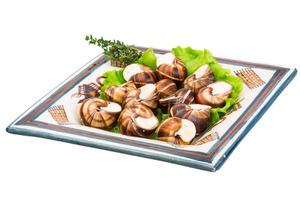 escargots escargots sur une assiette photo