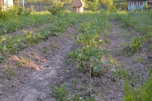 cultiver des légumes dans le jardin du village photo