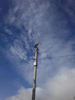 une cigogne se dresse sur un poteau électrique photo