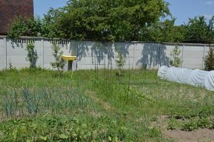 cultiver des légumes dans le jardin du village photo