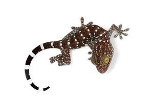 tokay gecko fond blanc
