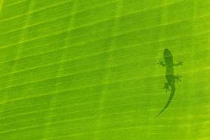 silhouette de gecko photo