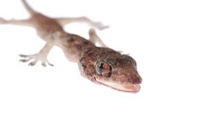 gecko babe isolé