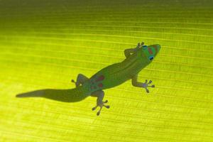 gecko sur feuille tropicale photo