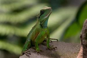 gecko vert - images de stock libres de droits photo