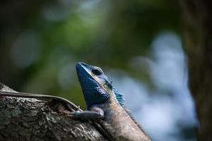 gecko coloré sur l'arbre. photo