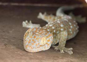 gecko tropical maison commune grimpant sur le mur