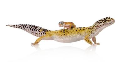 gecko léopard - eublepharis macularius photo