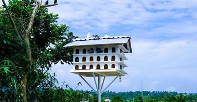 bogor, ouest de java, indonésie, 2022 - section d'esprit de la belle cage de piegon blanc en mise au point sélective photo