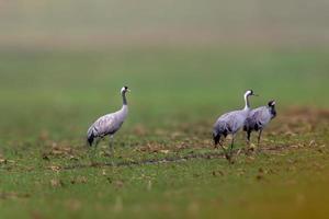 trois grues se dressent sur un champ vert photo