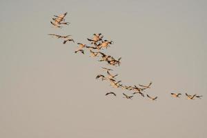 plusieurs grues volent dans le ciel photo