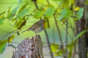 un rouge-gorge est assis sur une branche photo