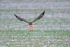 une buse survole un champ d'hiver enneigé photo