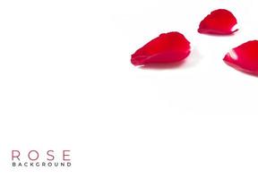 fleur rose rouge sur fond blanc. carte de saint valentin. fond d'amour photo