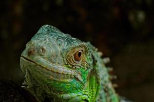 portrait d'un iguane vert