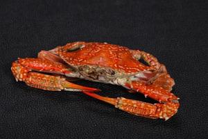 crabe bouilli - prêt à manger photo