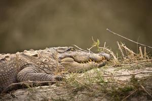 Portrait de crocodile agresseur espèce crocodilus palustris, parc national de Bardia, Népal photo