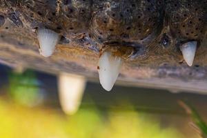 détail des dents d'alligator