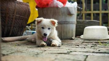 la jolie vue des petits chiens dans le jardin photo