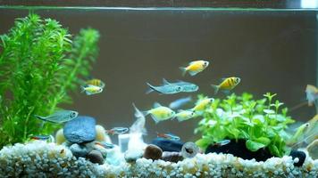 les beaux poissons nageant dans la piscine photo