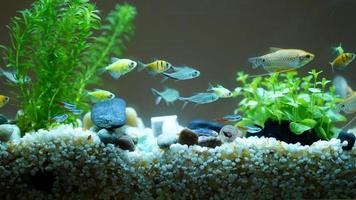 les beaux poissons nageant dans la piscine photo