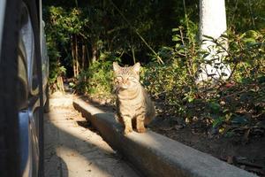 le chat mignon aux yeux ronds et au joli visage photo