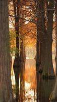 la belle vue sur la forêt sur l'eau en automne photo