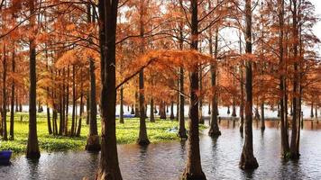 la belle vue sur la forêt sur l'eau en automne photo