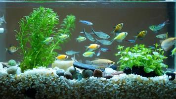 les beaux poissons nageant dans la piscine photo