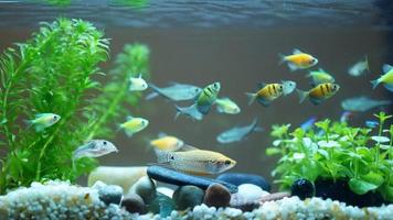 les beaux poissons nageant dans la piscine photo