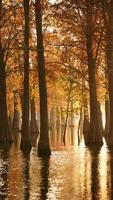 la belle vue sur la forêt sur l'eau en automne photo