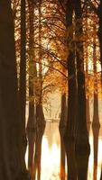 la belle vue sur la forêt sur l'eau en automne photo