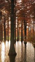 la belle vue sur la forêt sur l'eau en automne photo