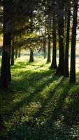 le magnifique paysage forestier avec les arbres droits et la chaleur du soleil en automne photo