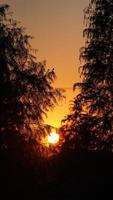 la belle vue sur le coucher de soleil dans la forêt avec la lumière du soleil chaude et colorée du coucher du soleil photo