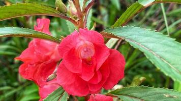 belles fleurs qui fleurissent dans le jardin photo