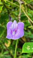 belles fleurs qui fleurissent dans le jardin photo