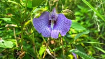 belles fleurs qui fleurissent dans le jardin photo