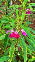 belles fleurs qui fleurissent dans le jardin photo