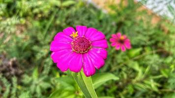 belles fleurs qui fleurissent dans le jardin photo