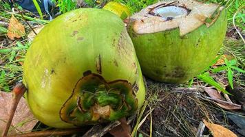 regarde de belles noix de coco vertes dans le jardin de noix de coco photo