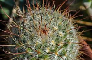 gros plan d'un cactus vert photo