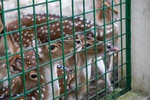 cerf de l'intérieur de la cage en regardant la caméra photo