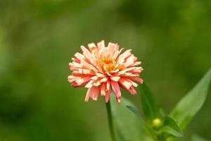 fleurs au printemps. photo de haute qualité