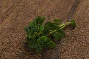 feuilles de basilic vert photo